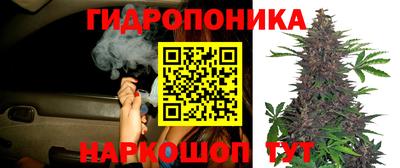 дмт Аргун